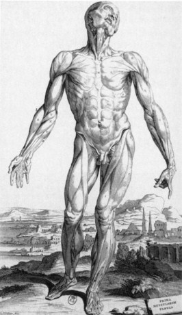 Рис.87 – картина "Анатомия"