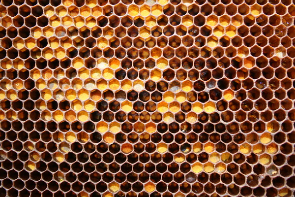 Можно ли назвать искусством пчелиные соты?